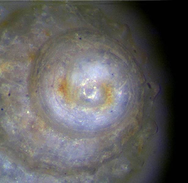 un aiutino per questa Alvania